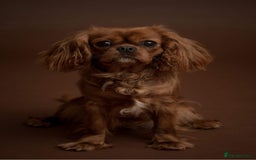 Cavalier King Charles Spaniel dogs for sale: Stunning Cavalier King Charles Spaniels - Image 9