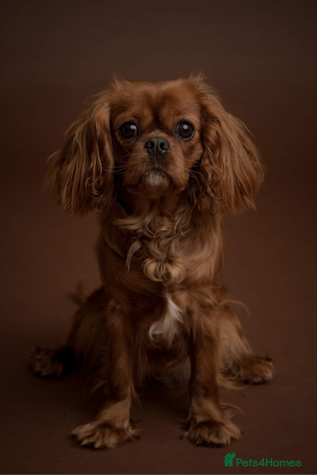 Cavalier King Charles Spaniel dogs for sale: Stunning Cavalier King Charles Spaniels - Image 9