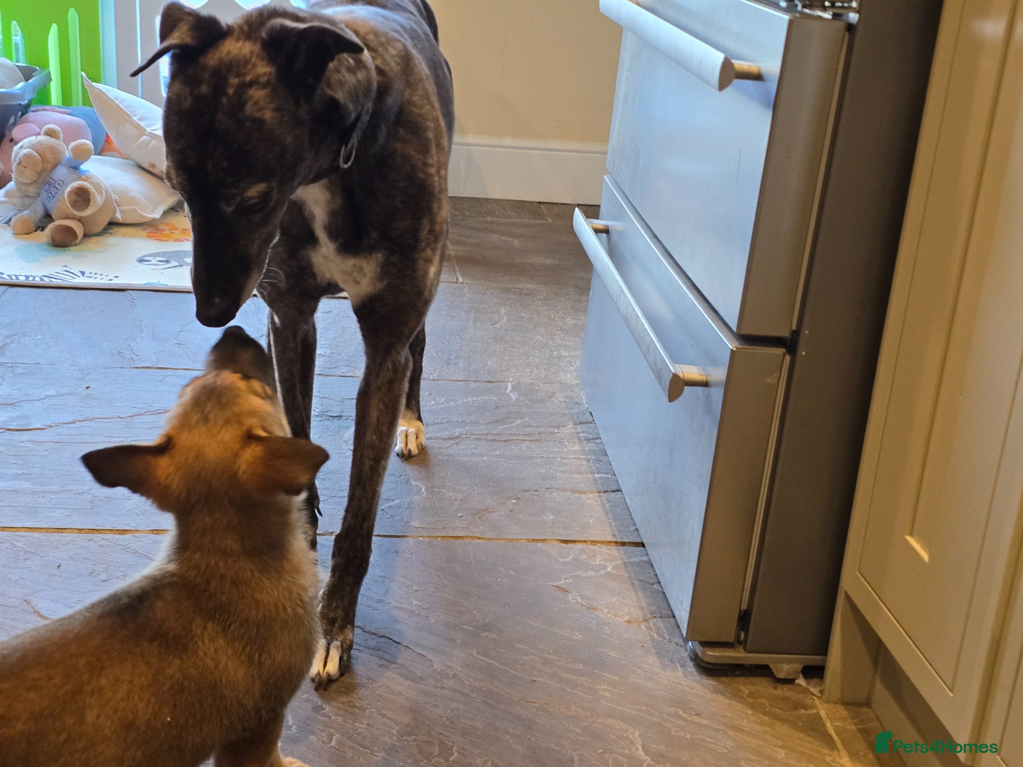 German Shepherd dogs for sale: Shepherd puppy available  - Advert 7