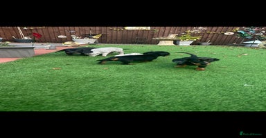 Dachshund dogs - Advert 2