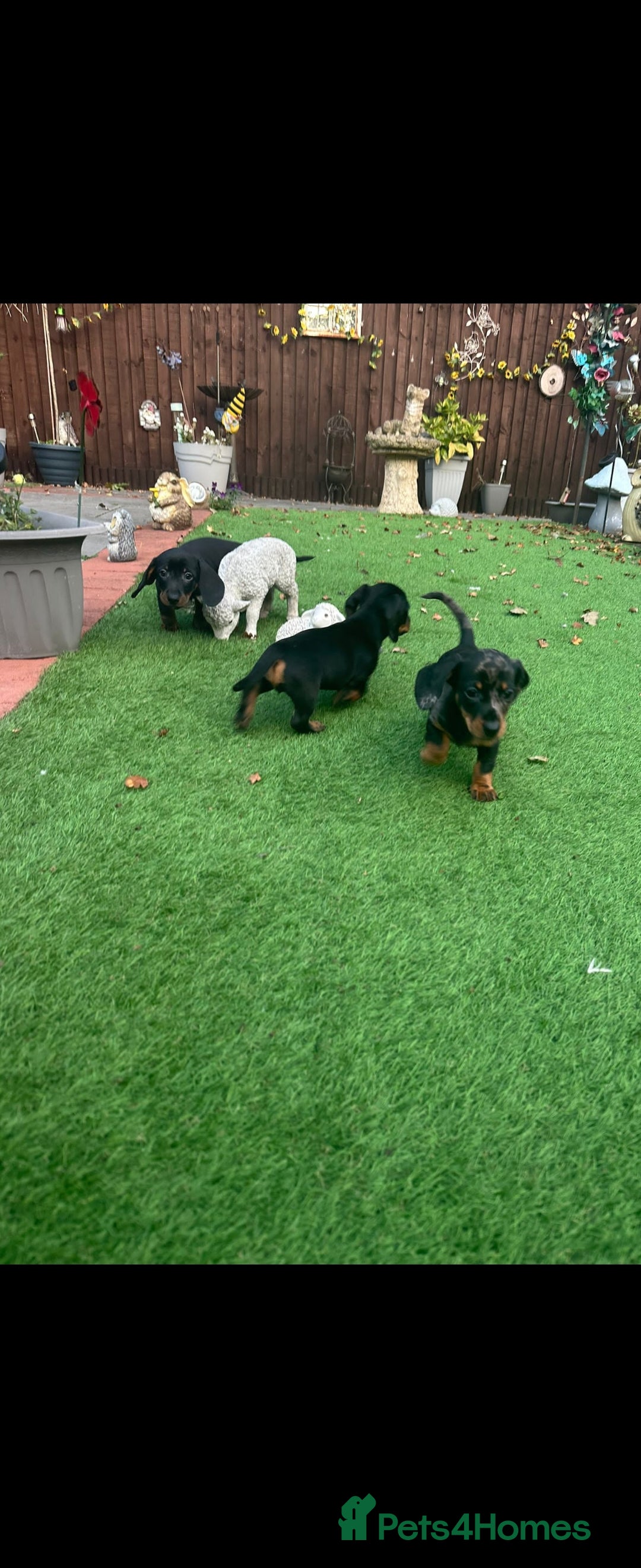 Dachshund dogs for sale: Dachsunds Minuture Silver dapple Girl... - Image 4