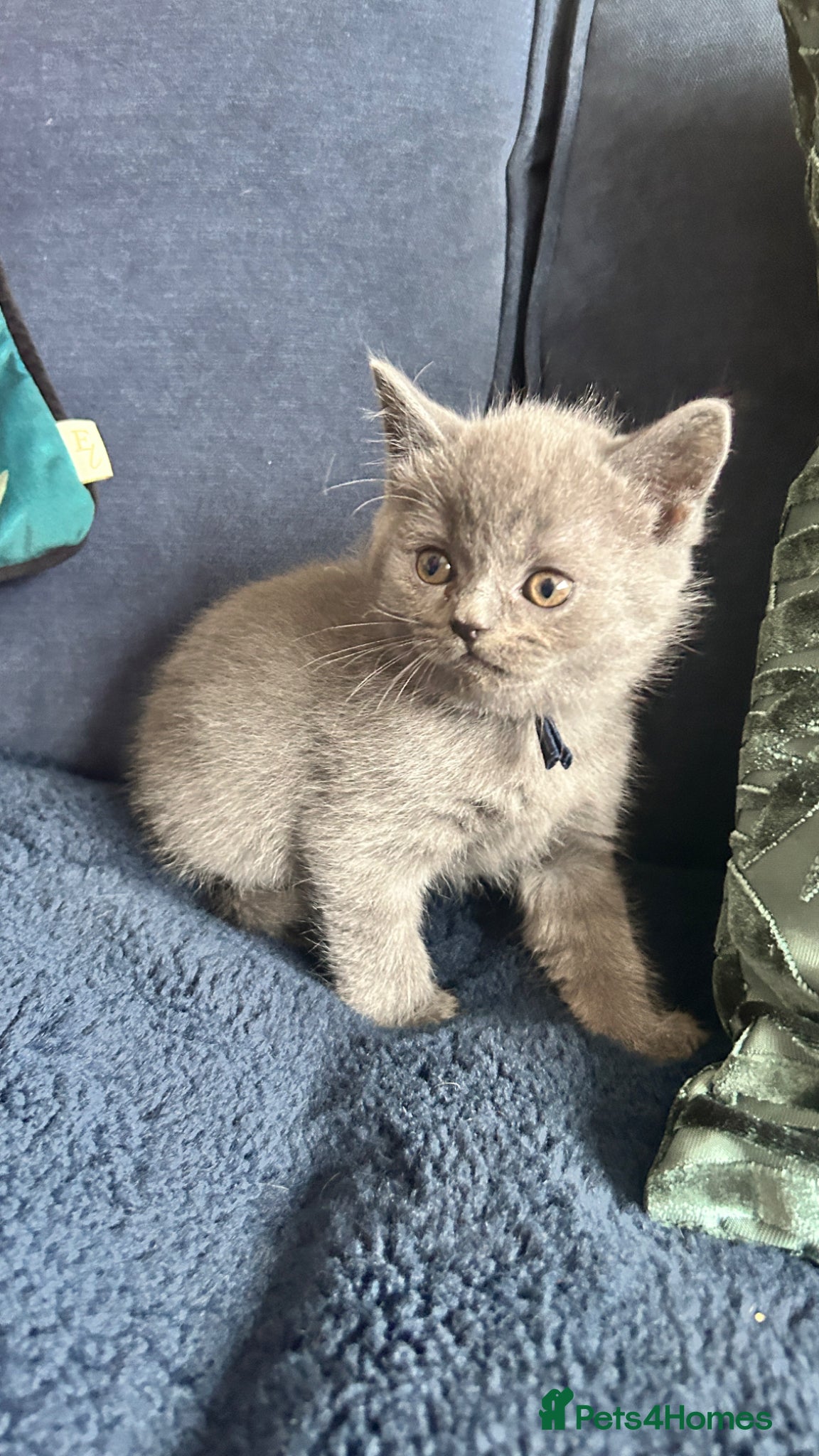 Scottish Fold cats Six Stunning Scottish Fold Kittens  - Advert 2