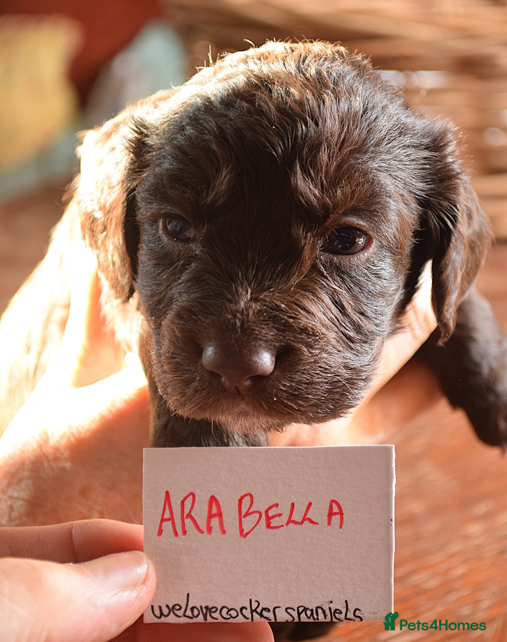 Cocker Spaniel dogs KC Reg Cocker Licensed Breeder 19 years - Advert 6