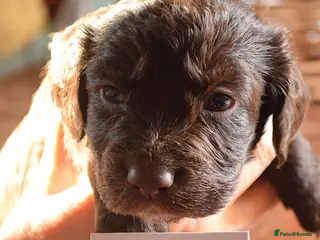 Cocker Spaniel dogs KC Reg Cocker Licensed Breeder 19 years - Advert 6