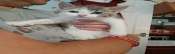 Mixed Breed cats for sale: Kittens for sale - Advert 5