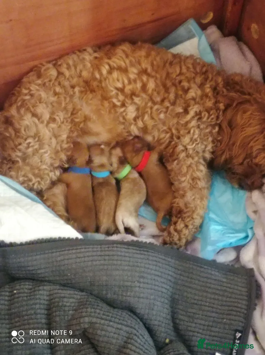 Cockapoo dogs for stud: Lovely proven F1 cockapoo for stud -Health Checked in Lanark - Advert 14