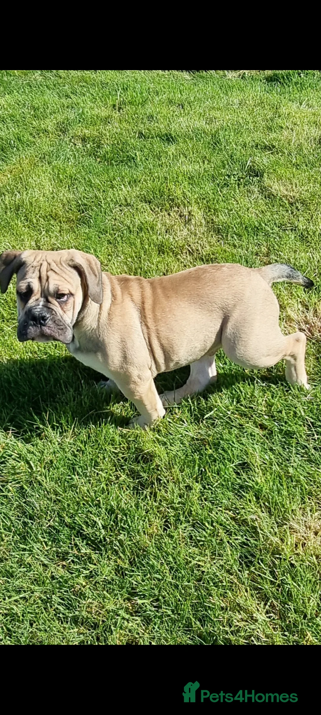 Olde English Bulldogge dogs for sale: Olde English bulldogge puppys - Advert 2