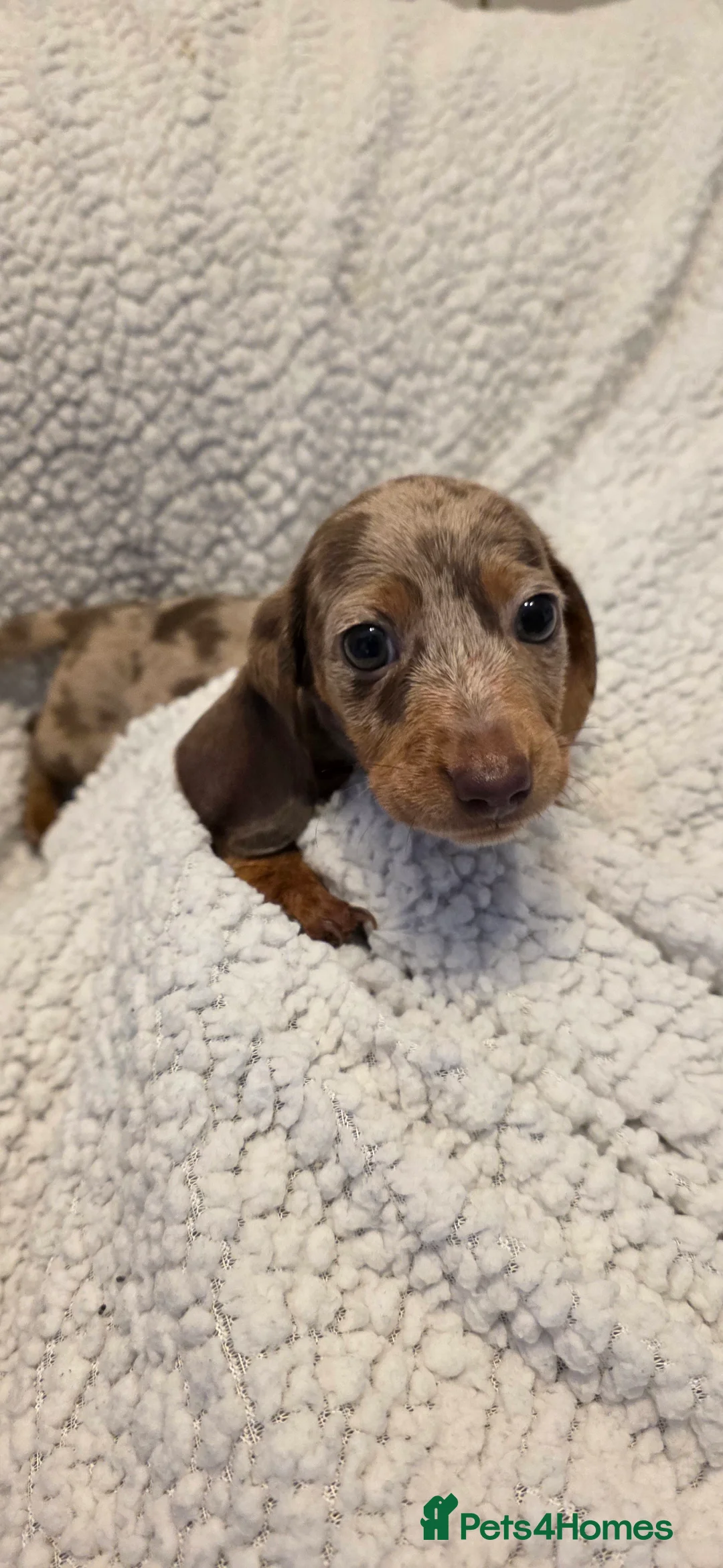 Miniature Dachshund dogs for sale: Miniature dachshund kc reg puppies - Advert 4