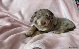 Miniature Dachshund dogs for sale: Beautiful Dachshund X - Image 15