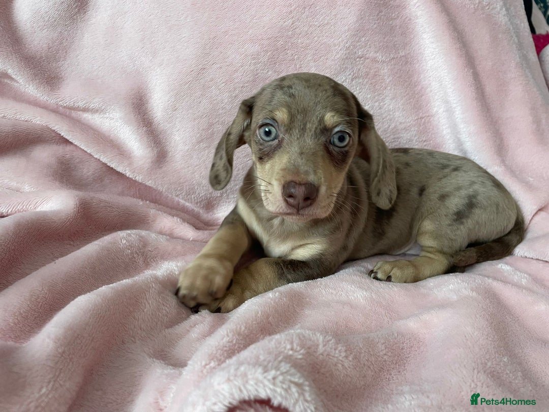 Miniature Dachshund dogs for sale: Beautiful Dachshund X - Image 15