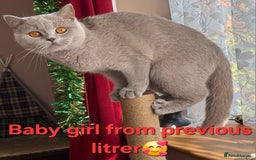 British Shorthair cats for sale: Full pedigree TICA BSH - Image 10