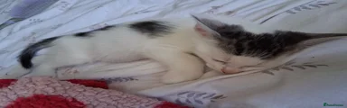 Mixed Breed 5