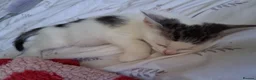 Mixed Breed cats for sale: White boy with distinct black markings - Advert 12
