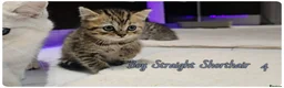 Scottish Fold cats for sale: Scotish fold kittens - Advert 19