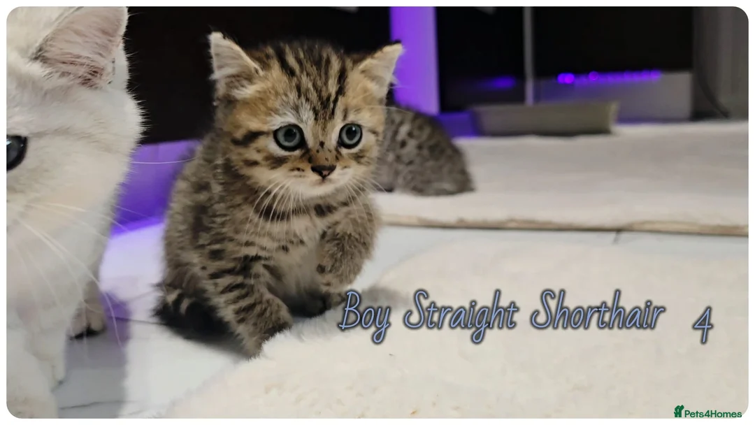 Scottish Fold cats for sale: Scotish fold kittens - Advert 19
