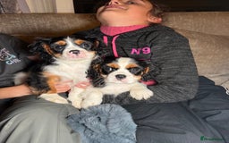 Cavalier King Charles Spaniel dogs for sale:  Cavalier King Charles Spaniels  - Advert 2