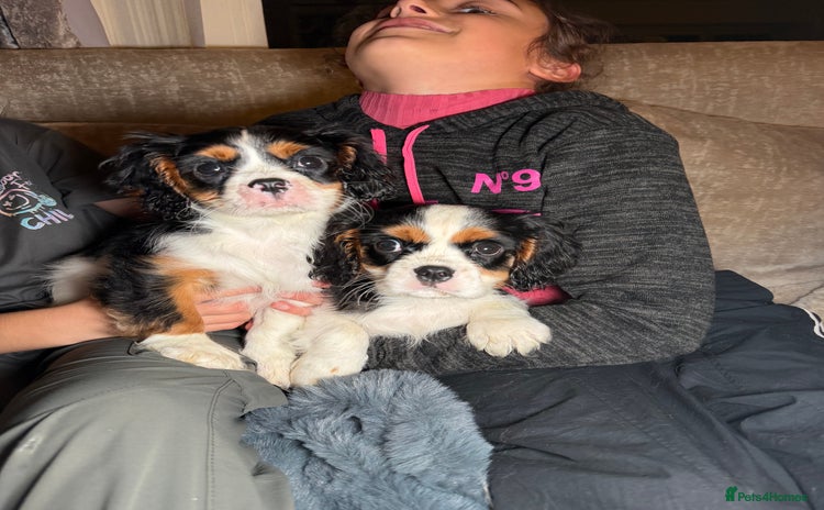 Cavalier King Charles Spaniel dogs  Cavalier King Charles Spaniels  - Advert 3