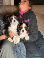 Cavalier King Charles Spaniel dogs Cavalier King Charles Spaniels - Advert 3