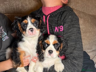 Cavalier King Charles Spaniel dogs Cavalier King Charles Spaniels - Advert 11