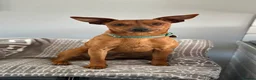 Miniature Pinscher dogs for sale: Blue Miniature Doberman Pinscher Stag Red  - Advert 6