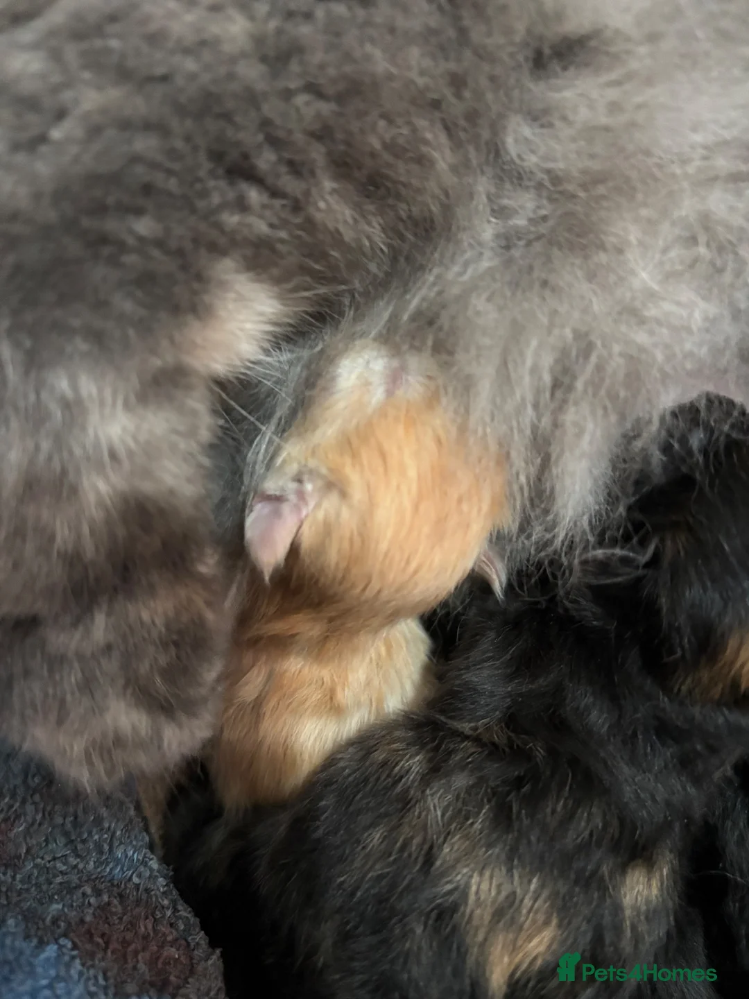 Persian cats for sale: Persian Kittens – 1 Male & 4 Females - Advert 16