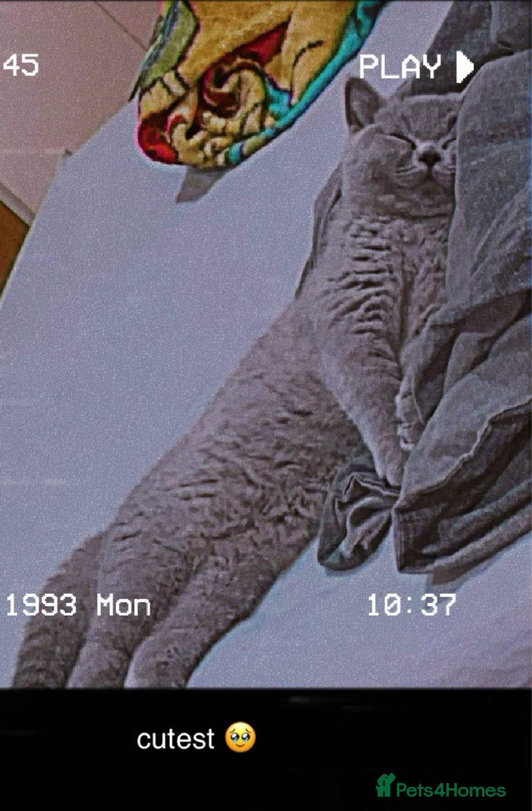 British Shorthair cats for sale: 3Year Old Male British ShortHair - Advert 4