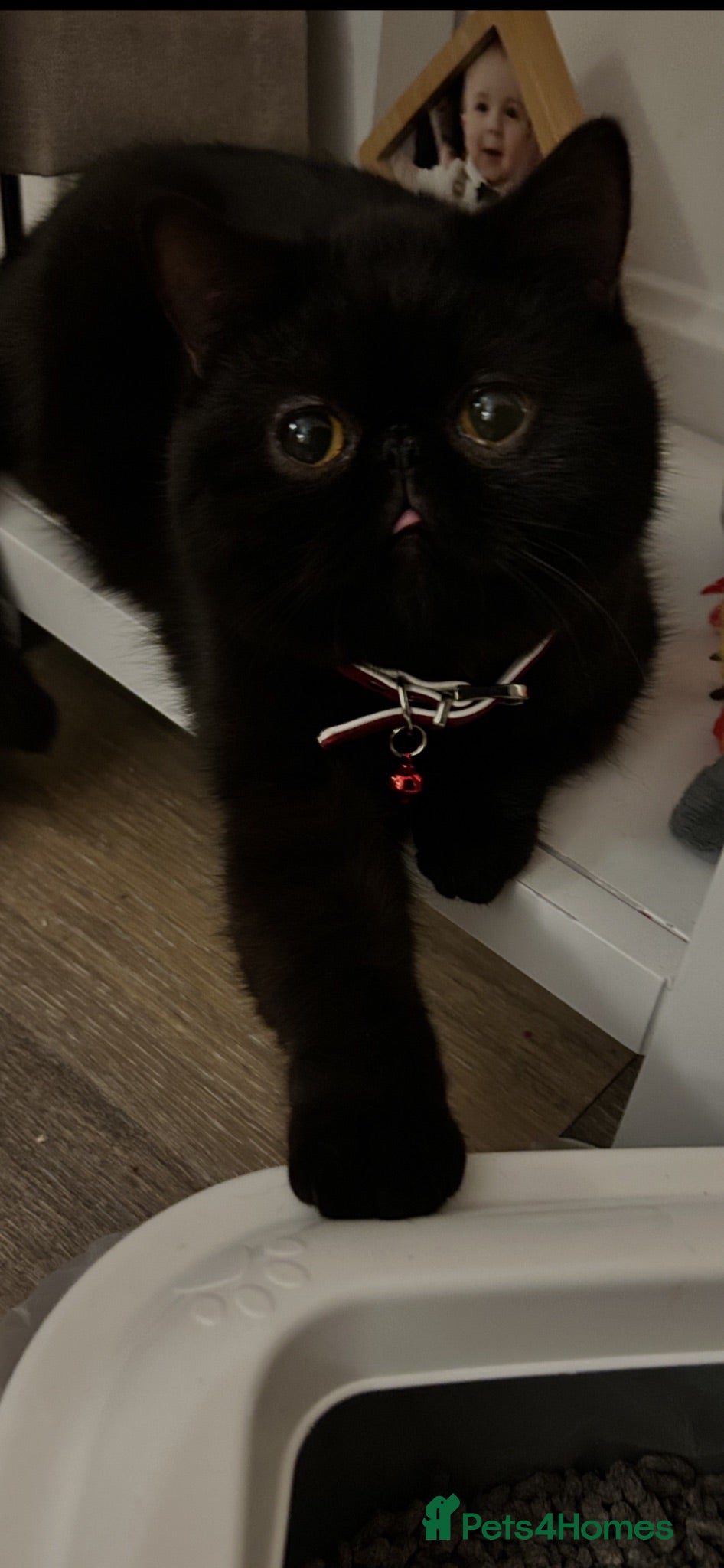 Exotic cats Exotic shorthair female  - Advert 1