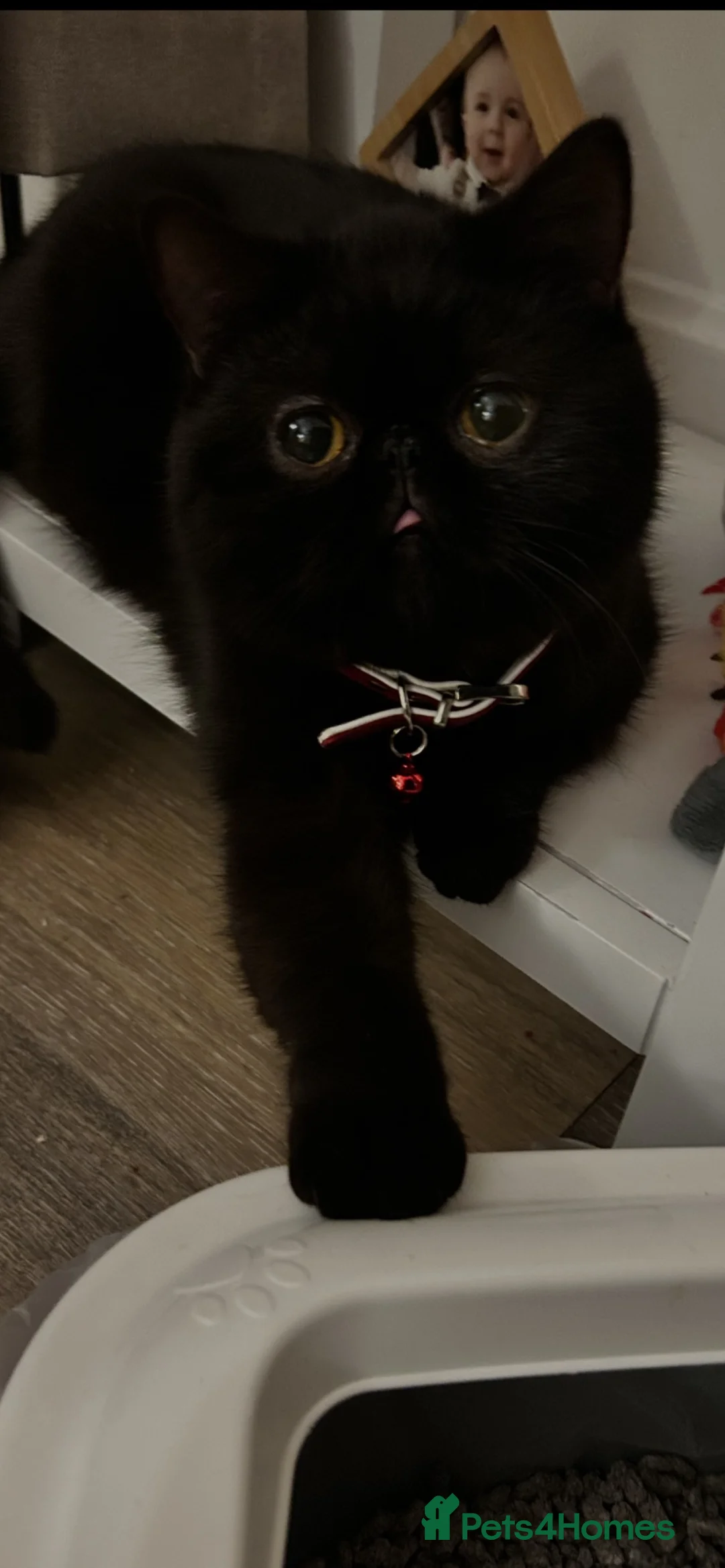Exotic cats for sale: Exotic shorthair female  in Southport - Advert 1