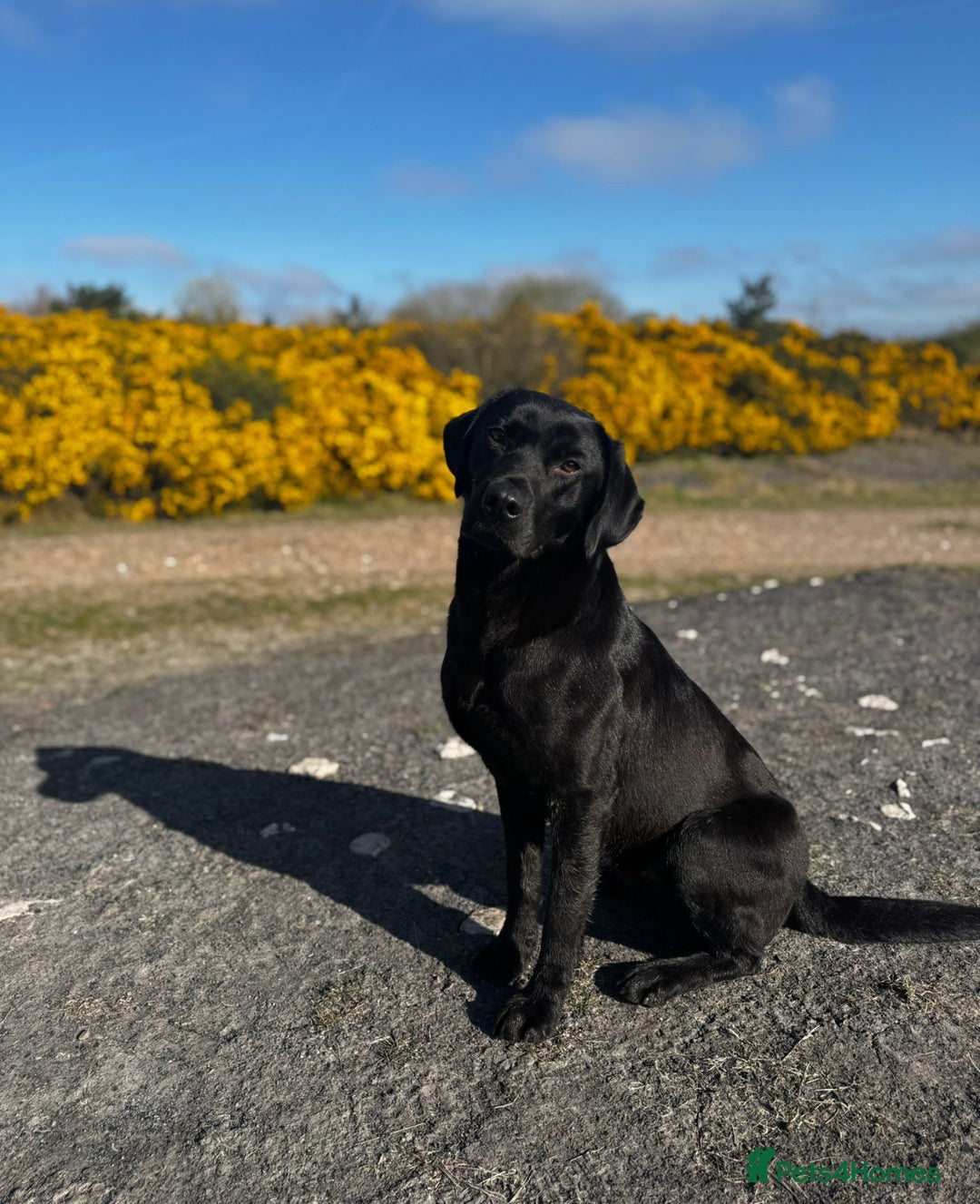 Labrador Retriever dogs for sale: Gorgeous Labrador Puppies   - Image 11