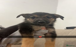 Mixed Breed dogs for sale: German shepherd x border collie puppies  - Image 10