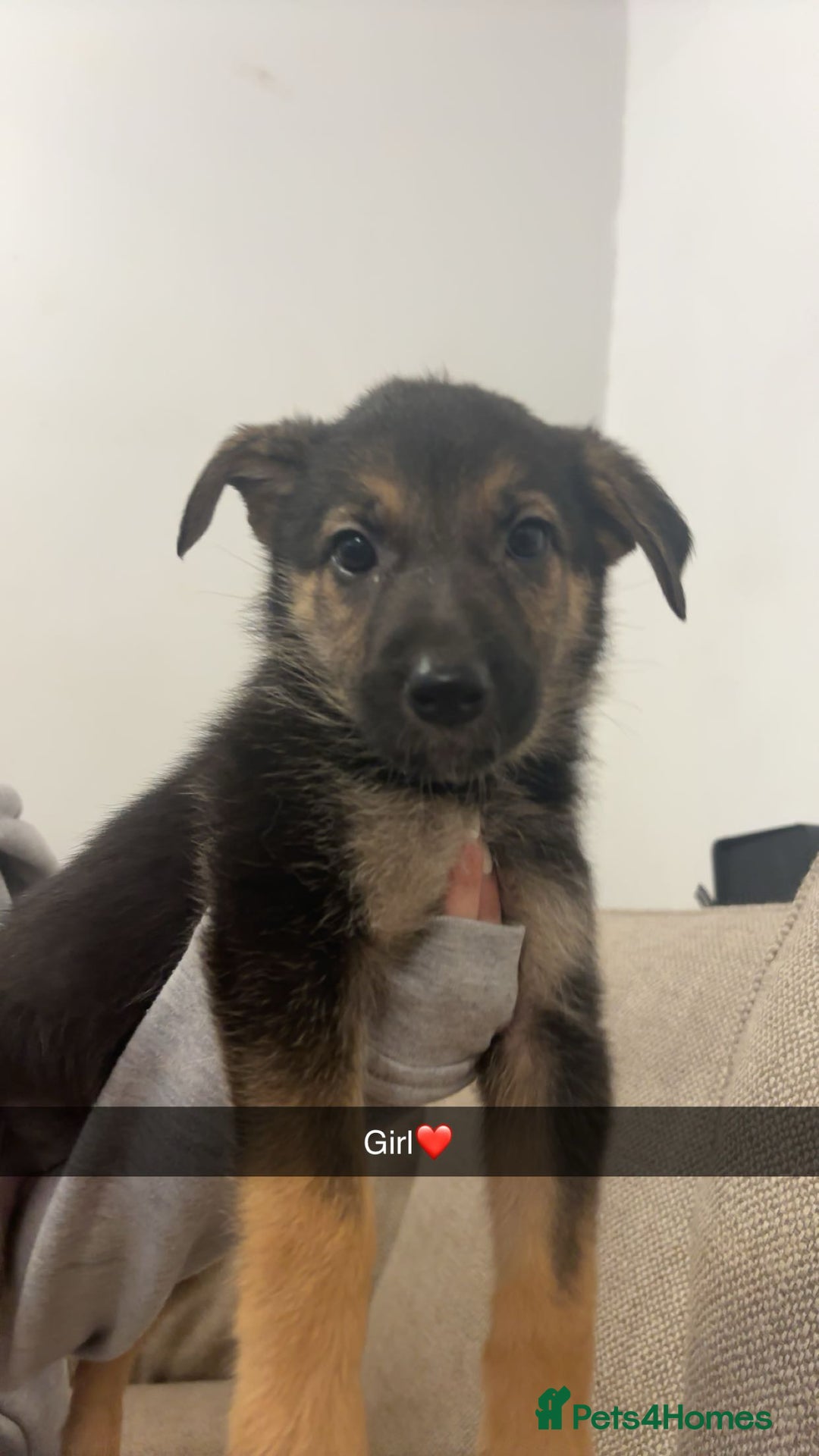Mixed Breed dogs for sale: German shepherd x border collie puppies  - Image 10