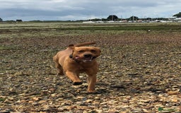 Labrador Retriever dogs for sale: ***LAST 2 BLACK & FOX RED BOYS*** - Image 22