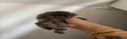 Mixed Breed cats for sale: 1 GREY KITTEN LEFT FOR SALE  - Advert 4