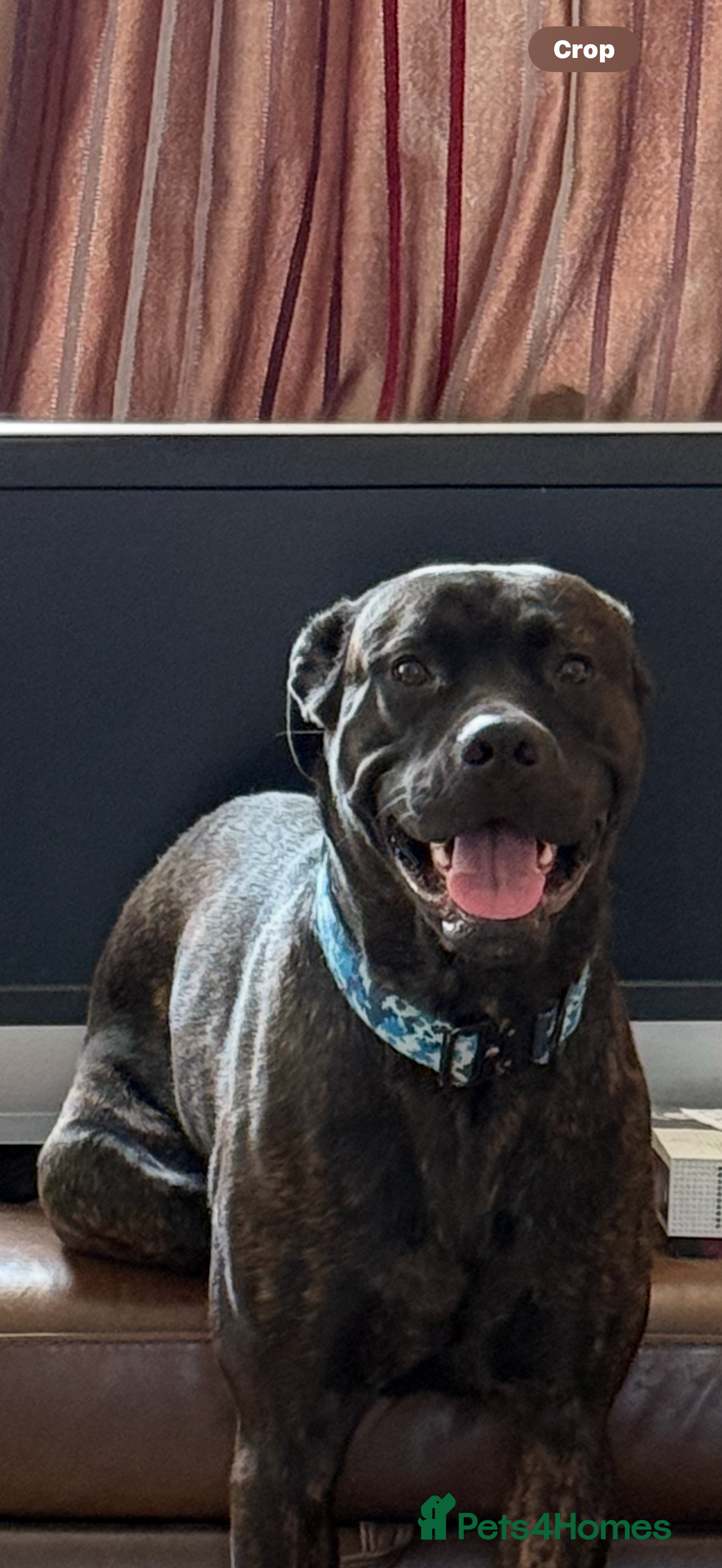 Mixed Breed dogs Meet chase - Advert 9