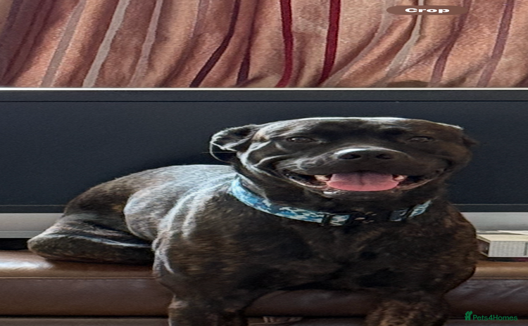 Mixed Breed dogs - Advert 1