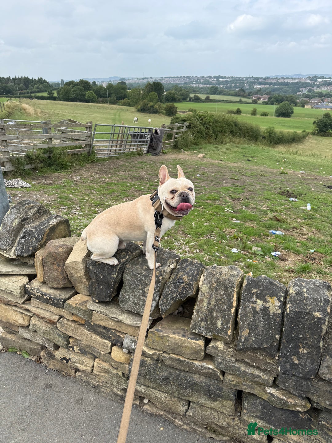 French Bulldog dogs for sale: French bull dog - Image 1