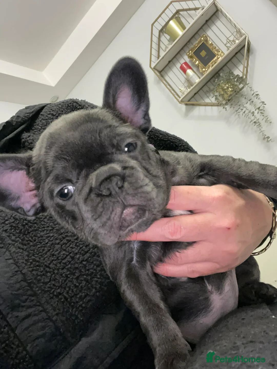 French Bulldog dogs for sale: French bulldog - Advert 3