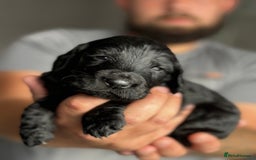 Cockapoo dogs for sale: OUTSTANDING FB1 COCKAPOOS - Image 16