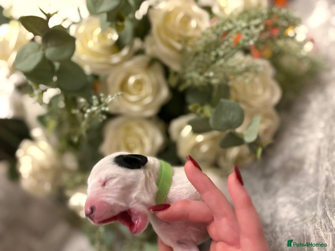 Dalmatian dogs for sale: 5 Generation KC Registered Dalmatians Boys - Advert 6