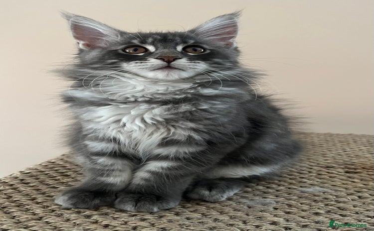 Maine Coon cats - Advert 7