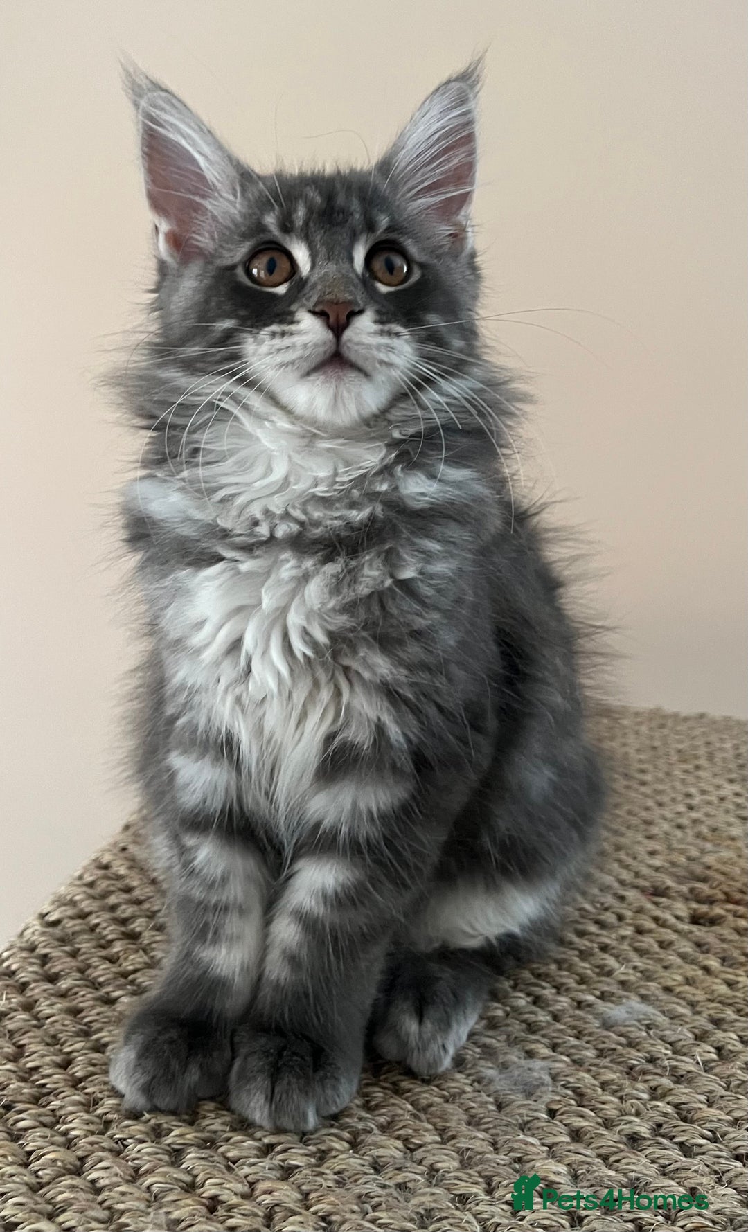 Ely Cats Protection Kittens Near Me Ely Cat Protection Near Me Dog