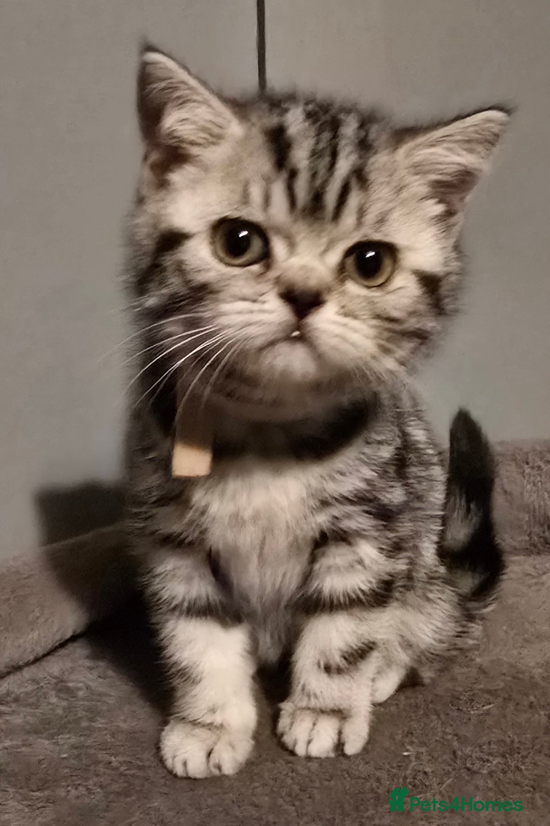 British Shorthair cats for sale: Last Beautiful bsh silver tabbie girl  - Advert 32