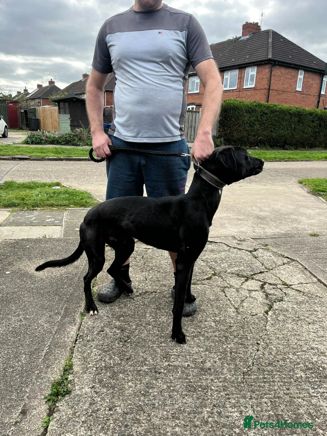 Lurcher dogs for sale: Bull greyhound dog in York - Advert 1