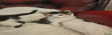 Mixed Breed Kitten 3