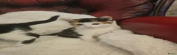 Mixed Breed cats for sale: kittens - Advert 5