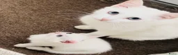 Turkish Angora cats for sale: Pure White With Turquoise Eyes - Advert 2