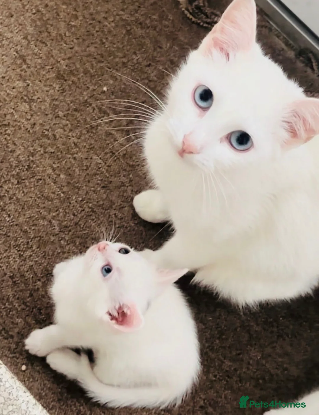 Turkish Angora cats for sale: Pure White With Turquoise Eyes - Advert 2