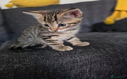 Mixed Breed cats for sale: Mix Bread Kittens - Image 8