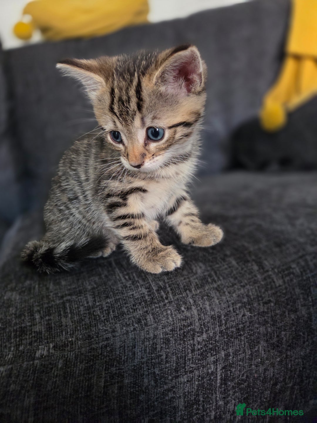 Mixed Breed cats for sale: Mix Bread Kittens - Image 8