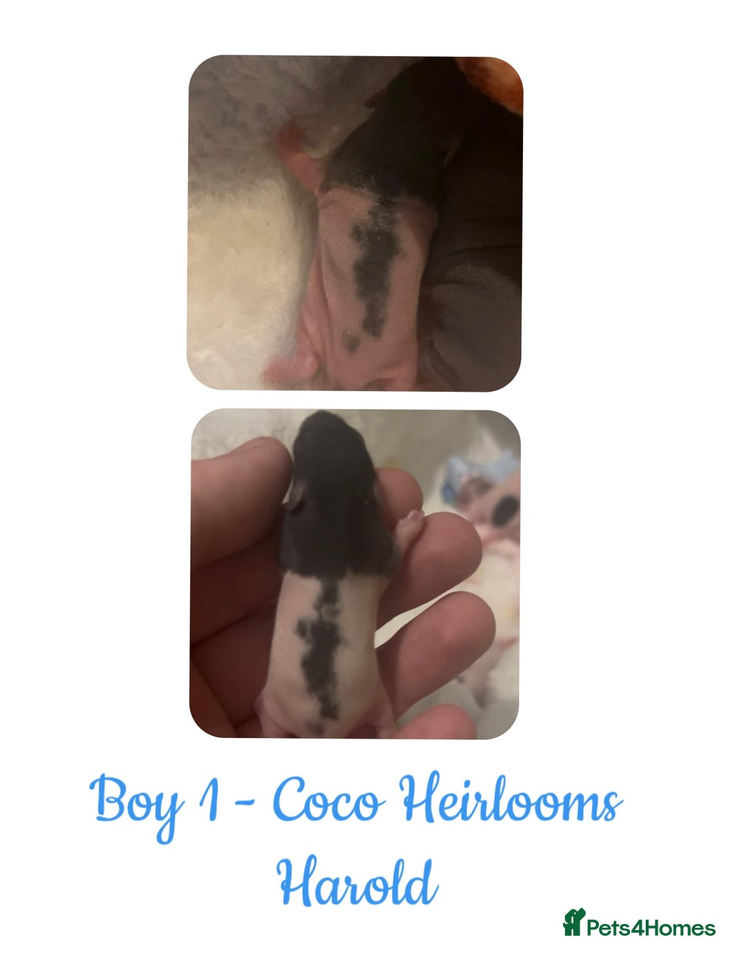 Rat rodents for sale: Beautiful Baby Rats  - Advert 8